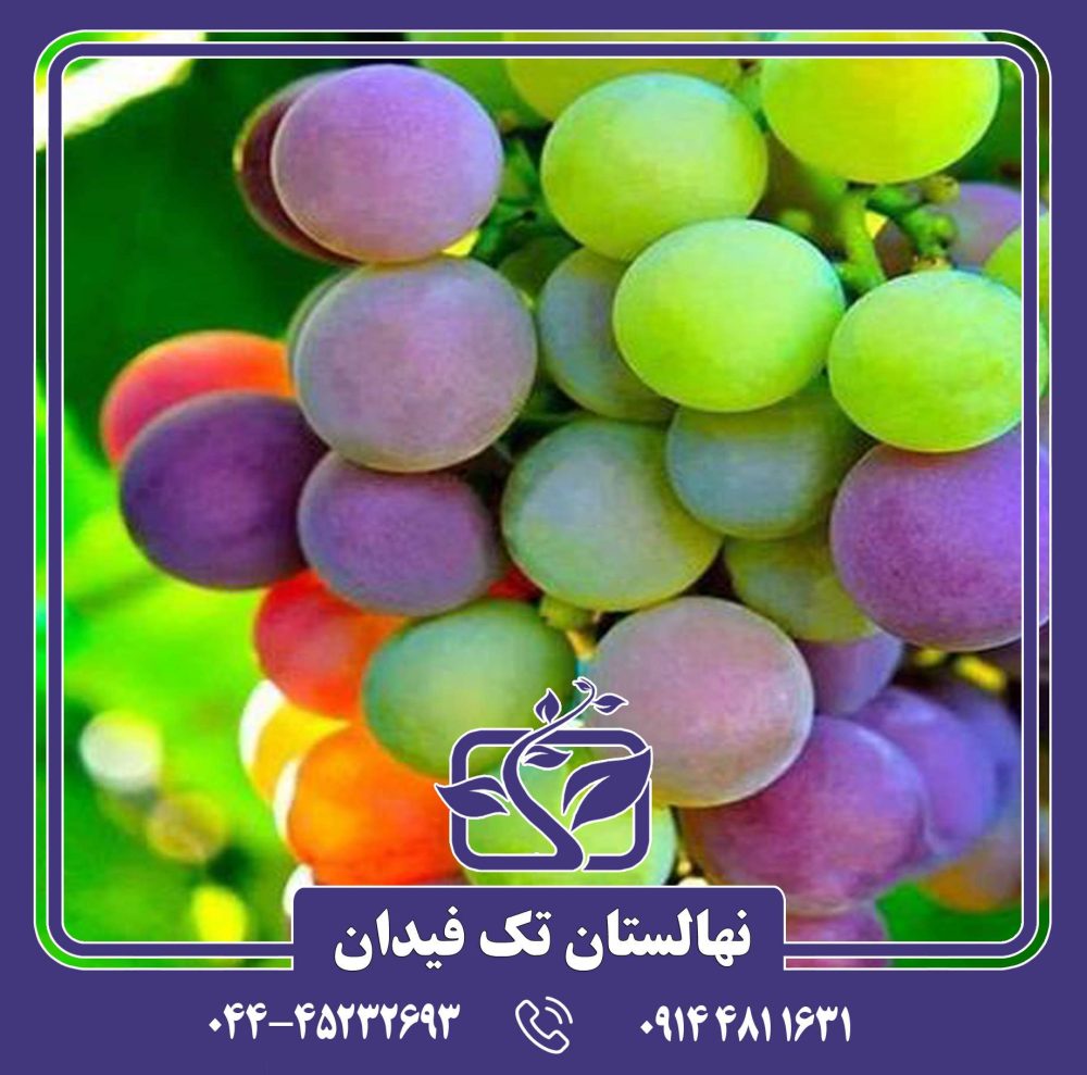 نهال انگور رین بوز