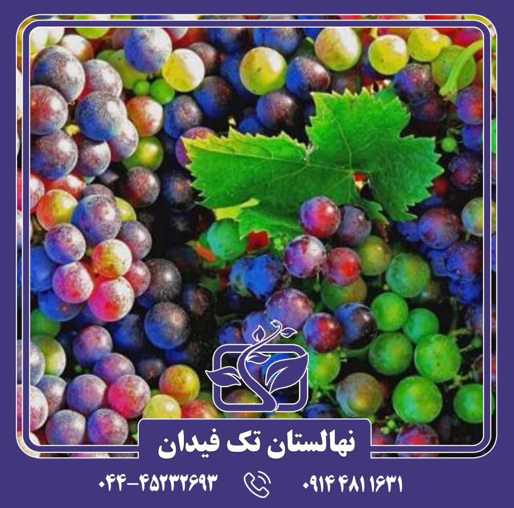 نهال انگور رین بوز