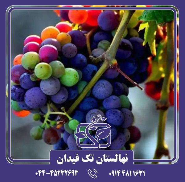 نهال انگور رین بوز
