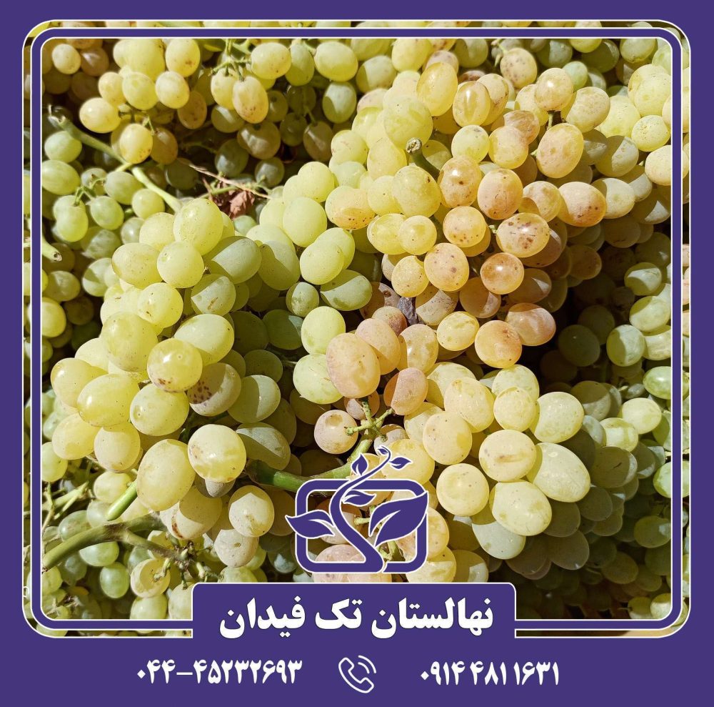 نهال انگور زرد بی دانه