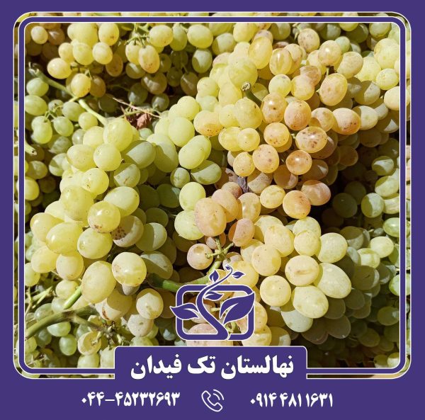 نهال انگور زرد بی دانه