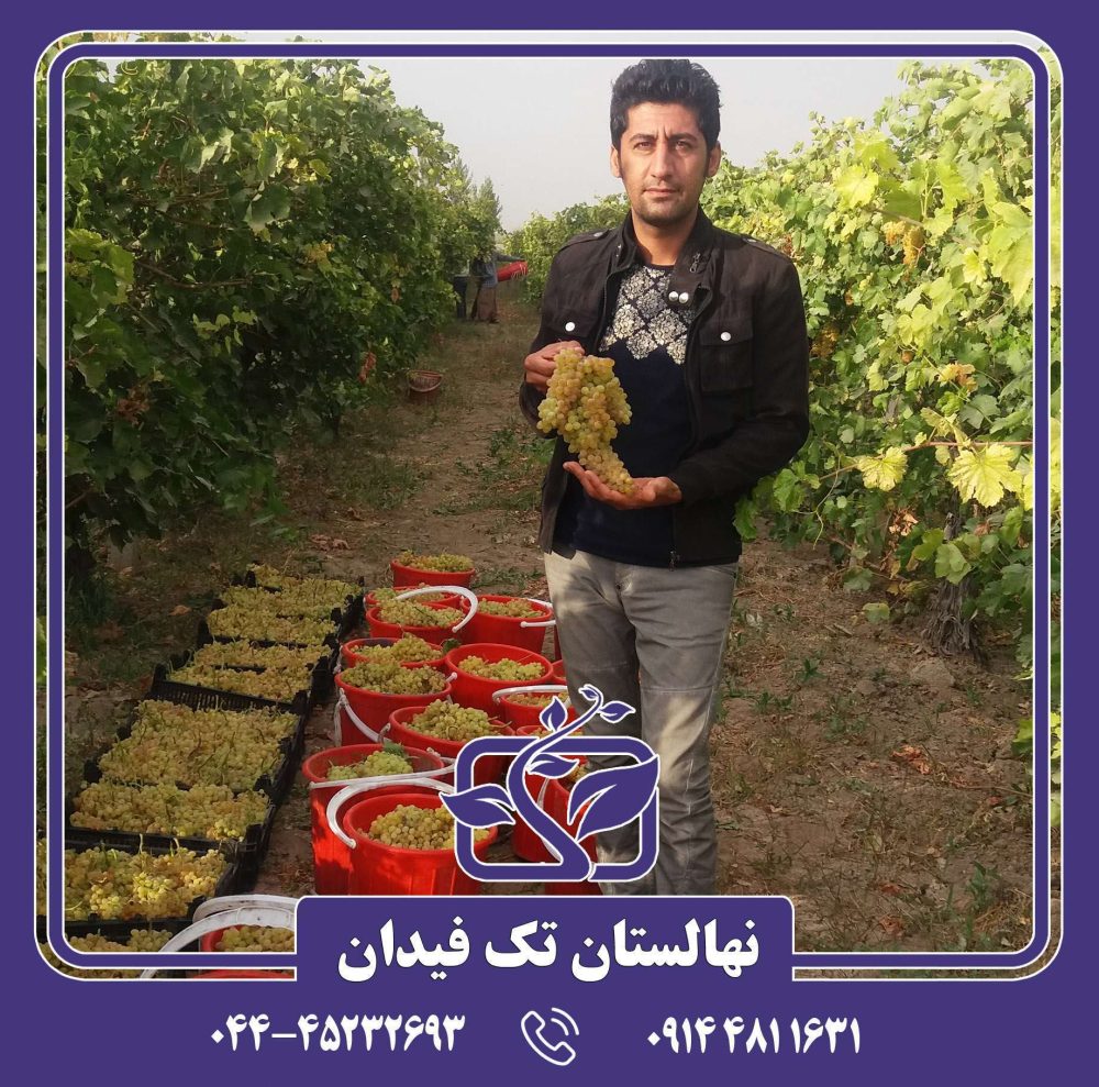 نهال انگور زرد بی دانه