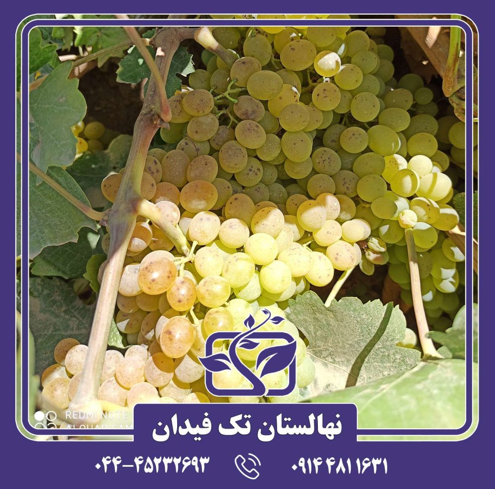 نهال انگور زرد بی دانه