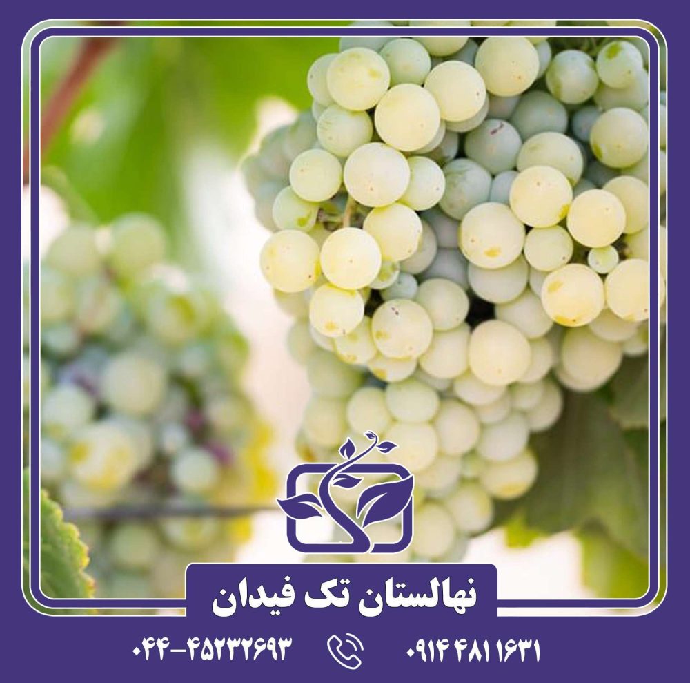 نهال انگور زرد بی دانه