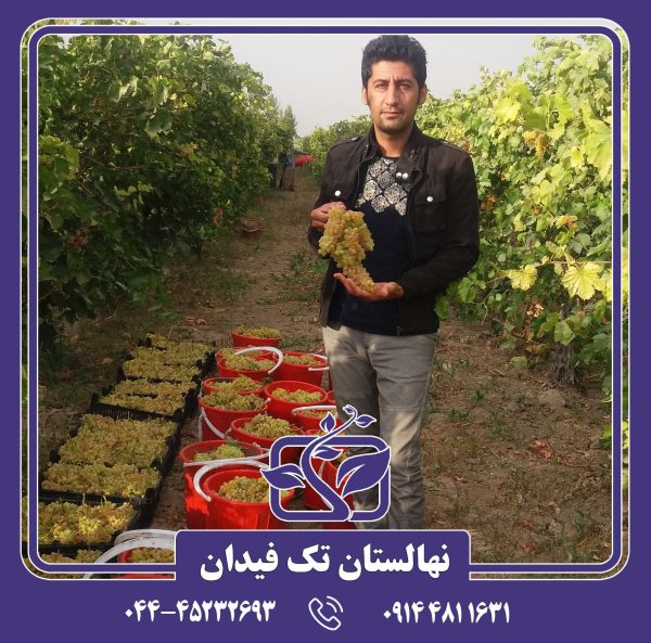 نهال انگور زرد بی دانه