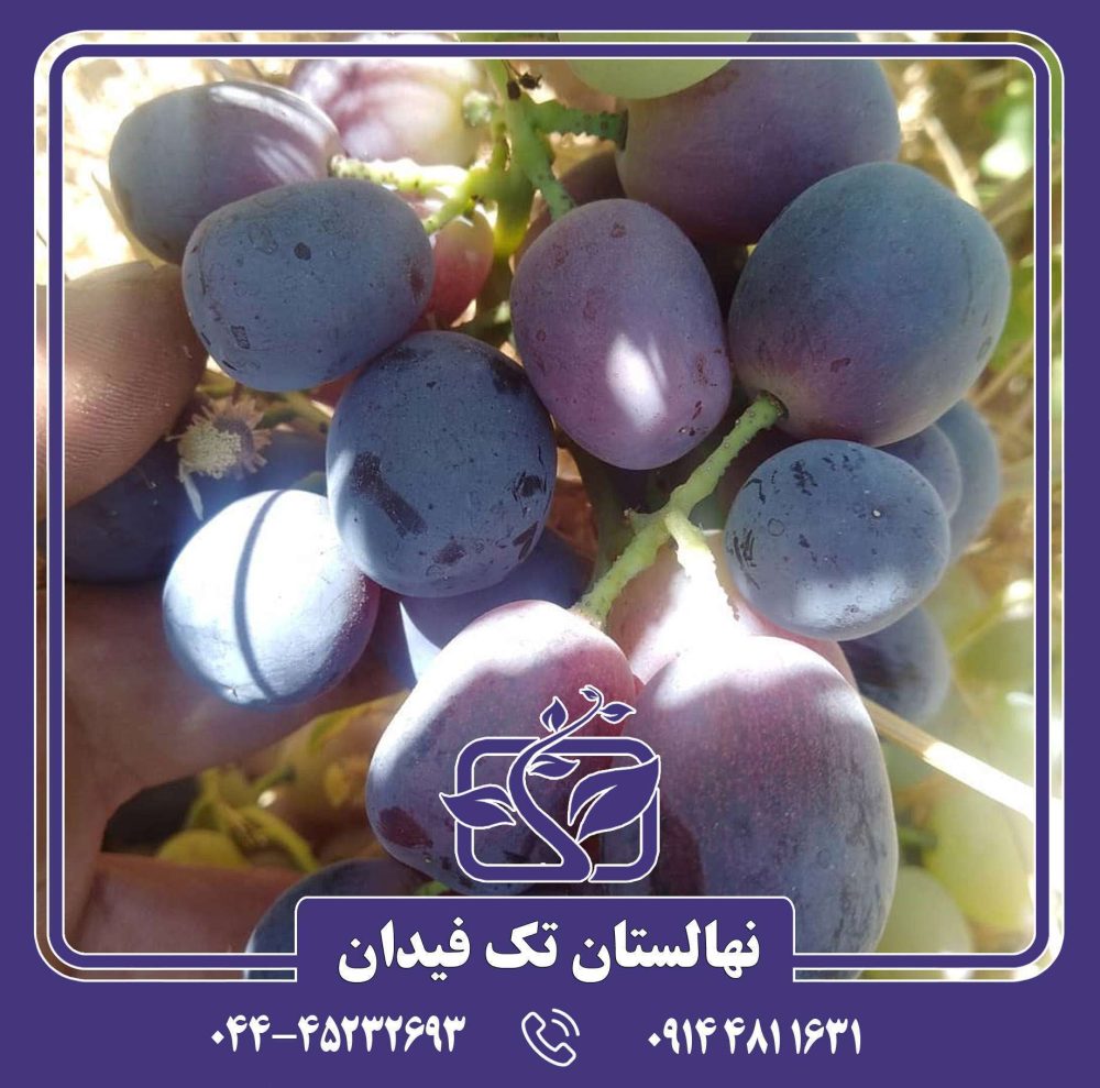 نهال انگور سرقوله