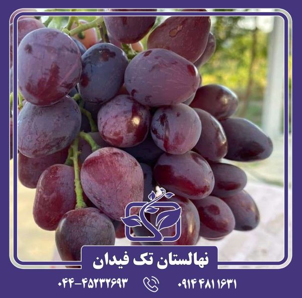 نهال انگور سرقوله