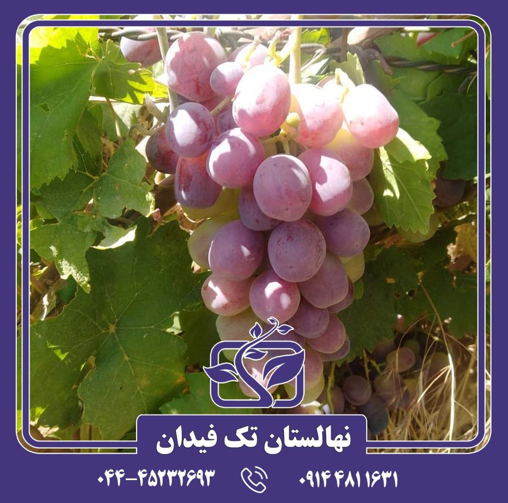 نهال انگور سرقوله