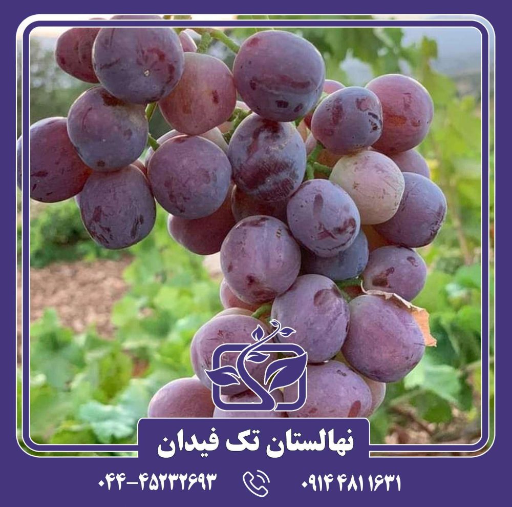 نهال انگور سرقوله