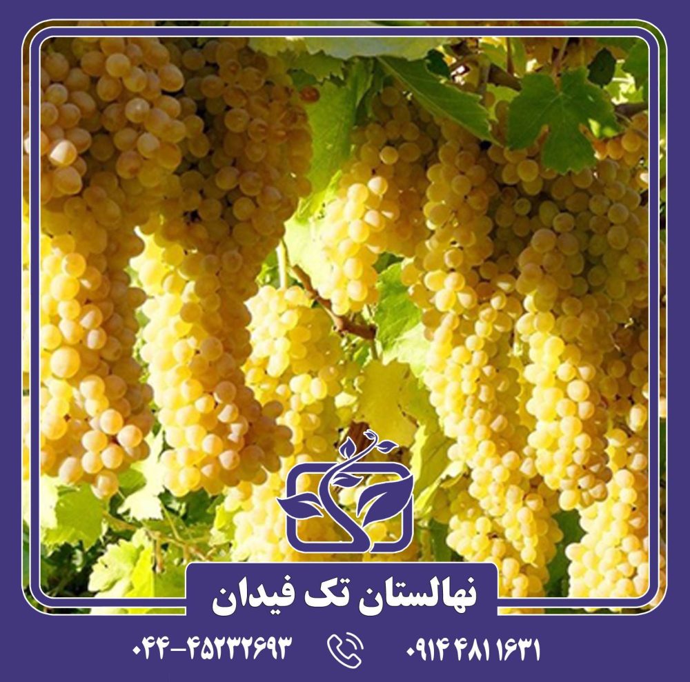 نهال انگور سفید کشمشی بواناتی