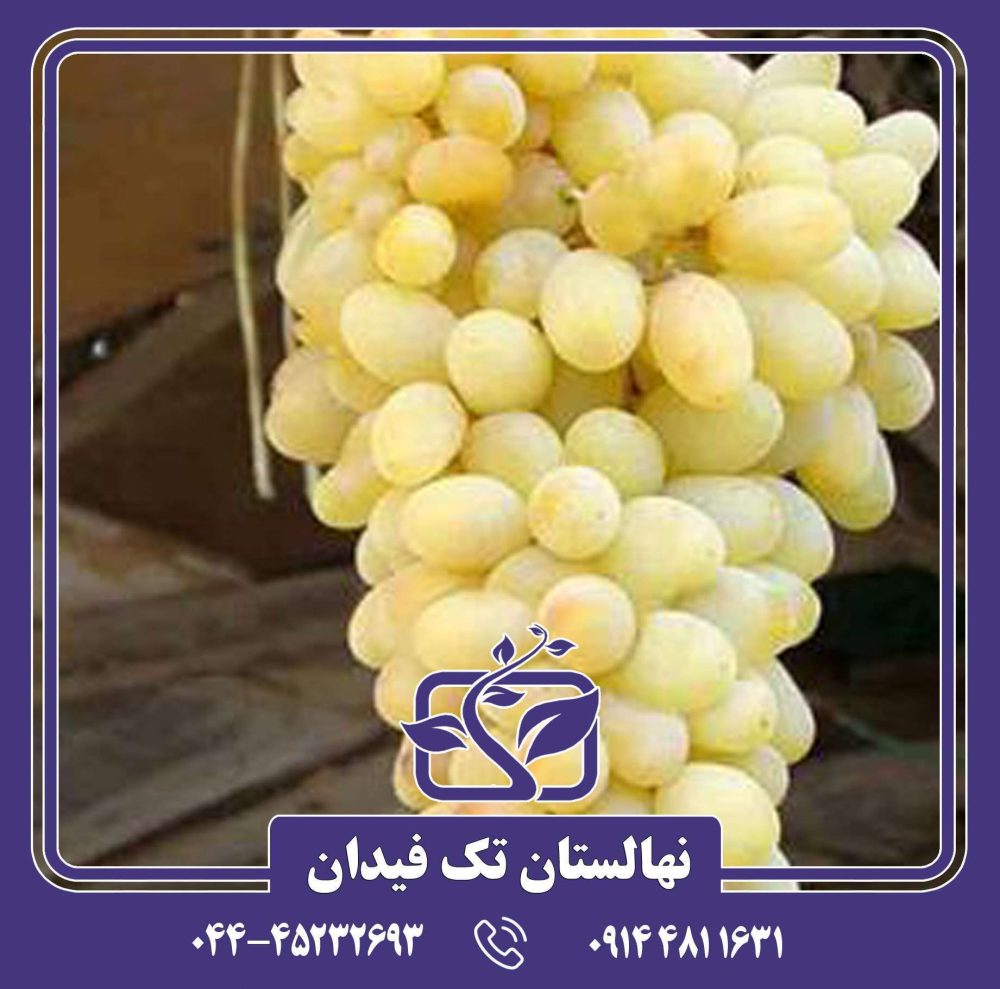 نهال انگور سفید بواناتی