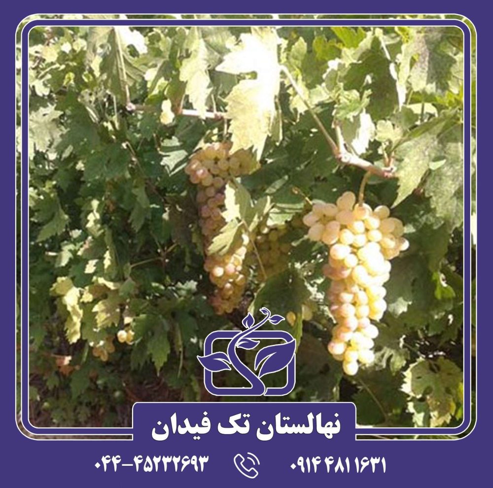 نهال انگور سفید کشمشی بواناتی
