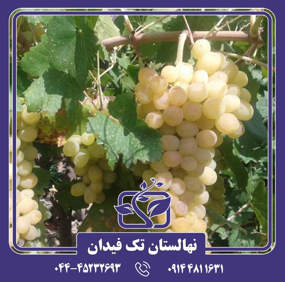 نهال انگور سفید کشمشی بواناتی