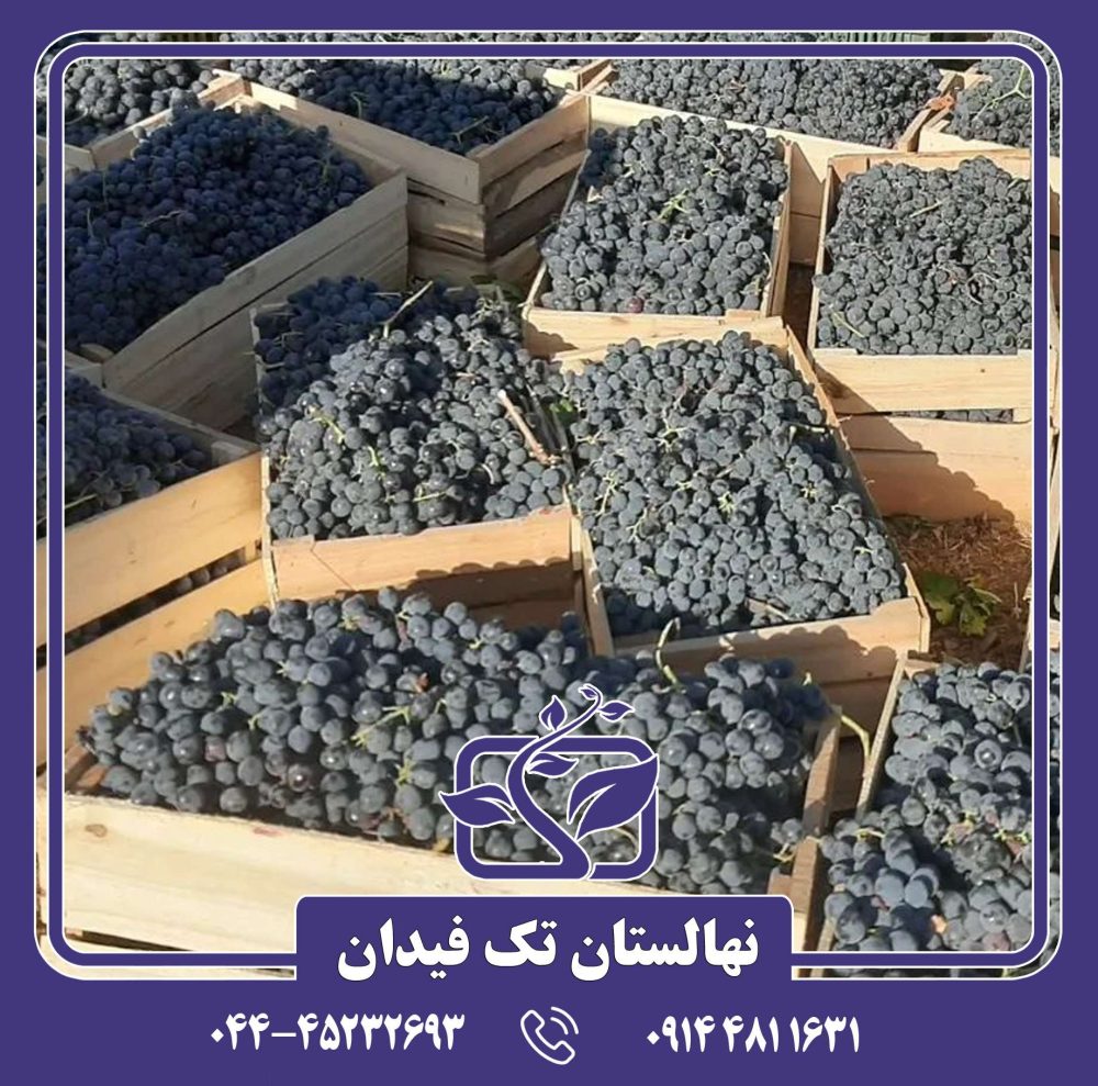 نهال انگور سیاه شرابی