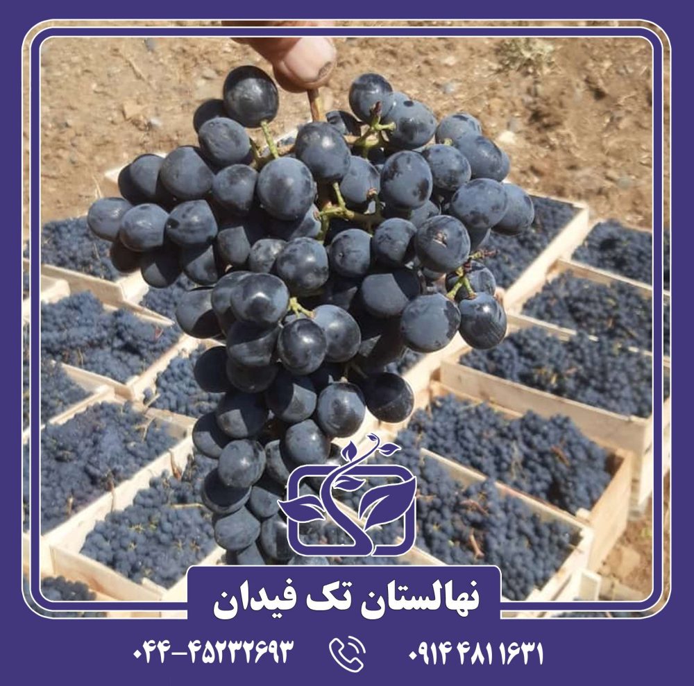 نهال انگور سیاه شرابی