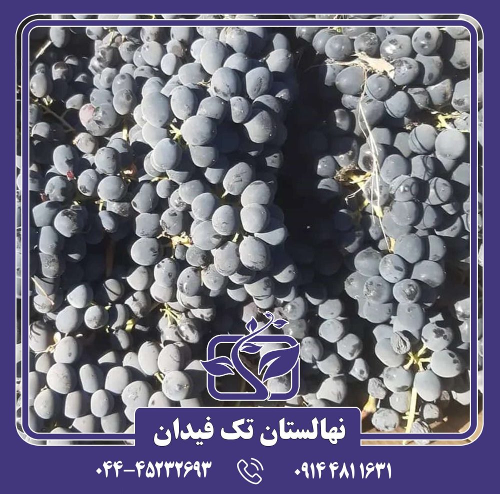 نهال انگور سیاه شرابی