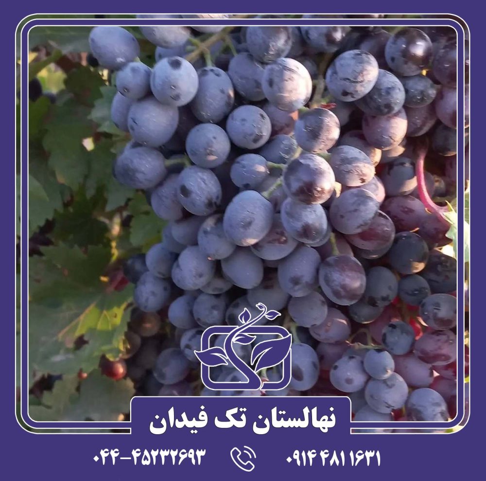 نهال انگور سیاه سردشت