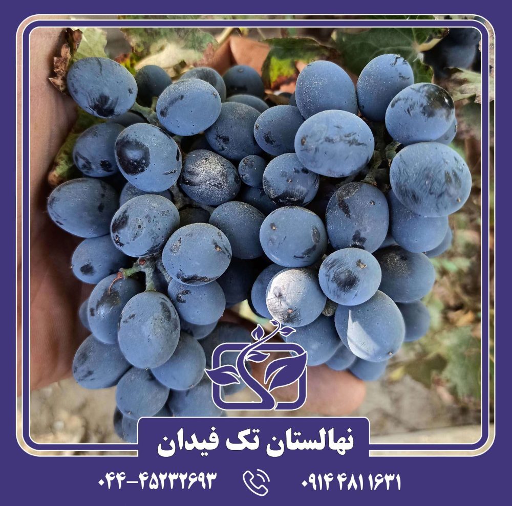 نهال انگور سیاه سردشت