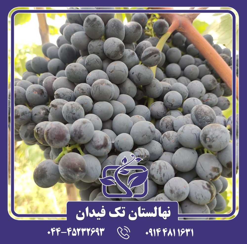 نهال انگور سیاه سردشت