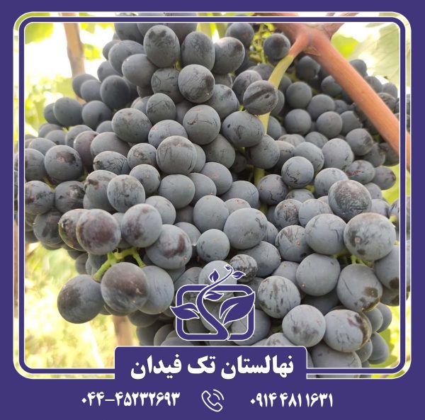 نهال انگور سیاه سردشت