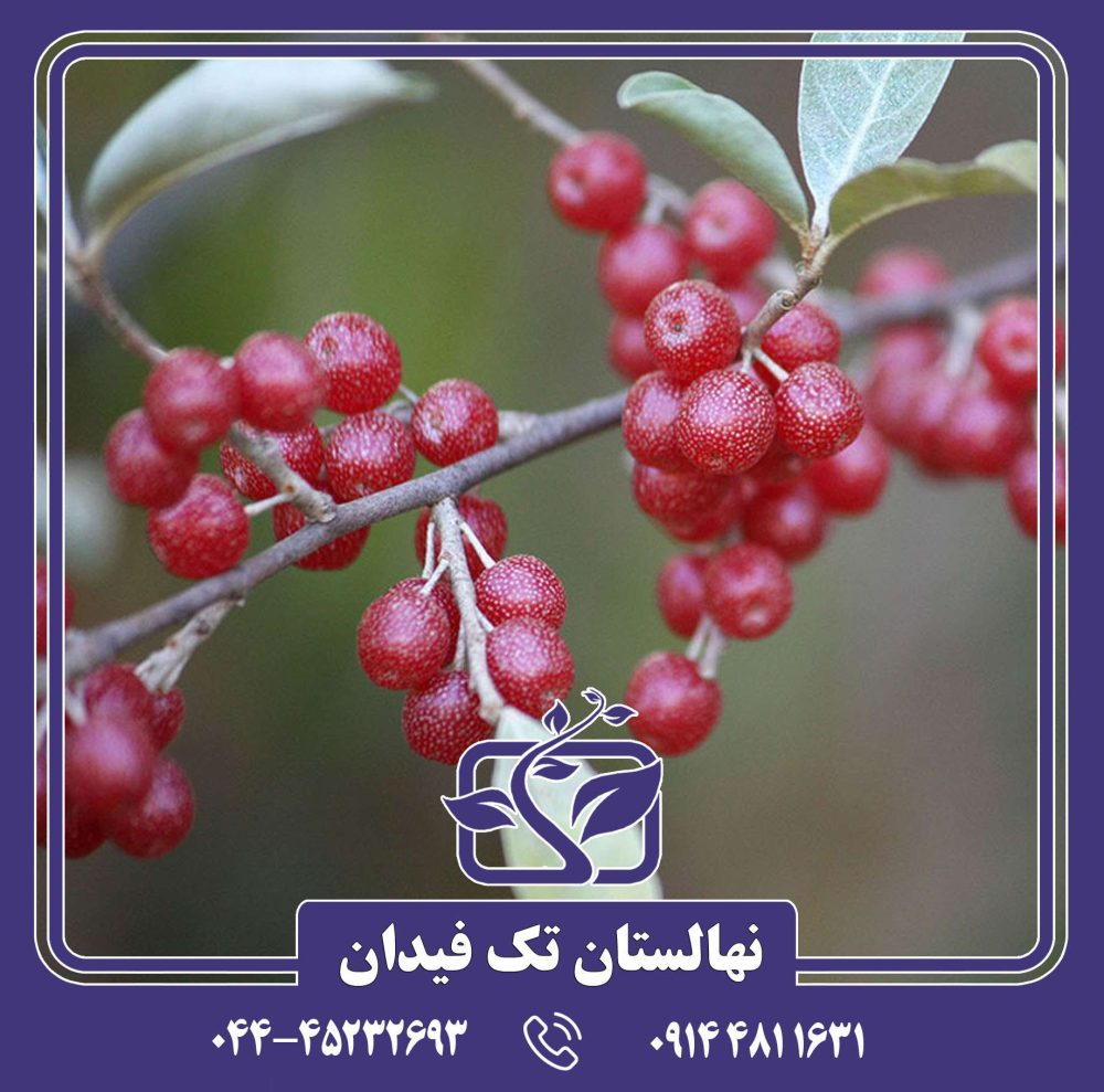 نهال انگور سیلوربری