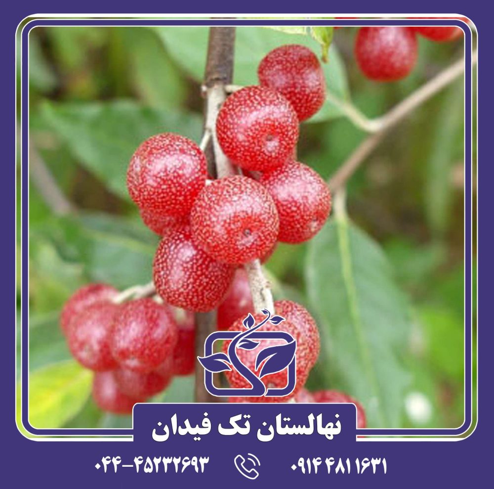 نهال انگور سیلوربری