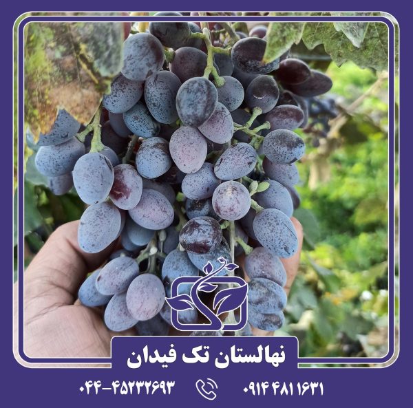 نهال انگور شانی