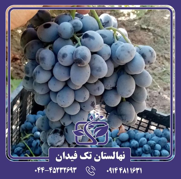 نهال انگور شاهانی