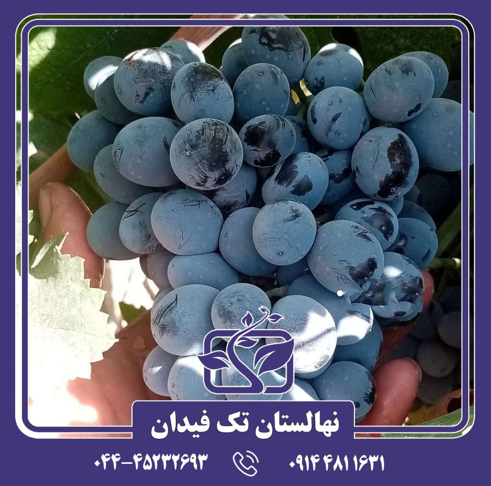 نهال انگور شاهانی