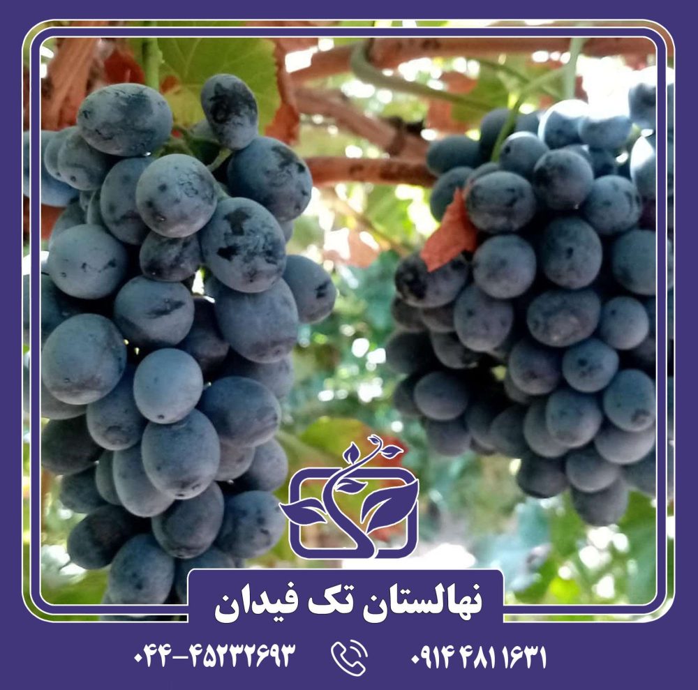 نهال انگور شاهانی