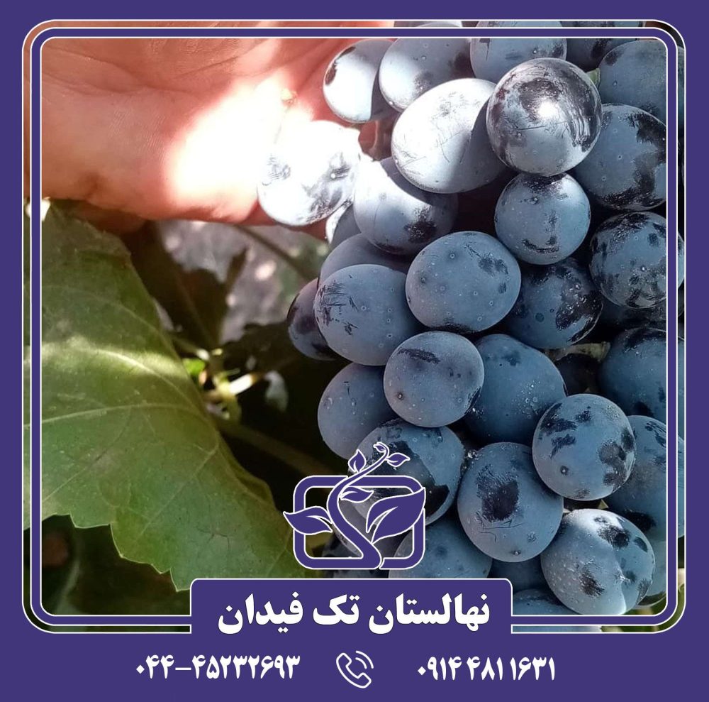 نهال انگور شاهانی