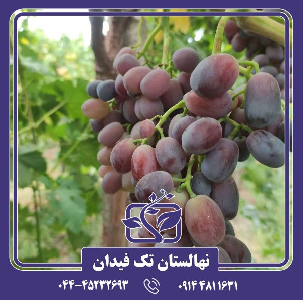 نهال انگور شاهانی شاهرود