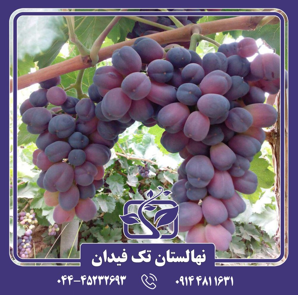 نهال انگور شاهانی شاهرود