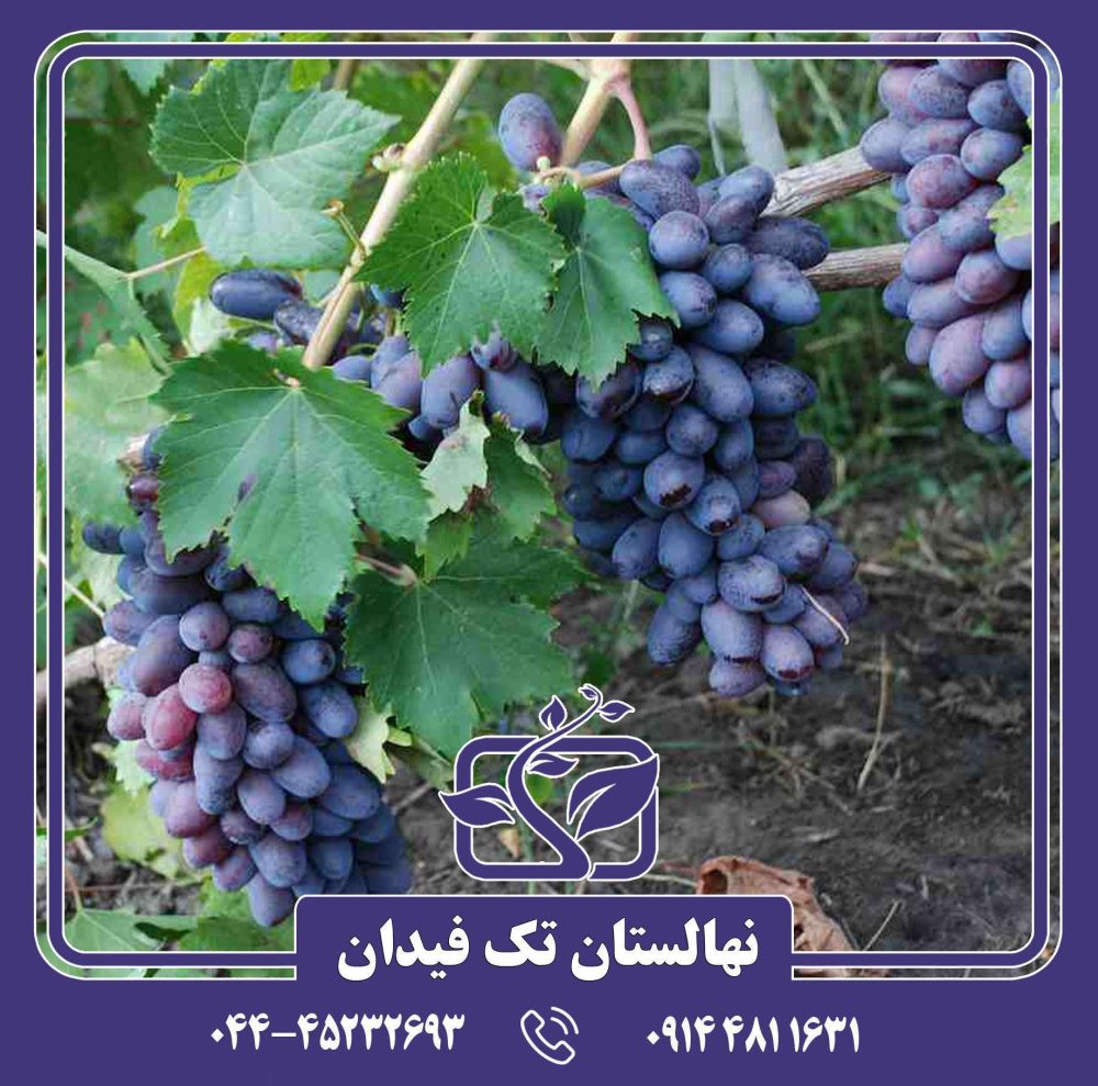 نهال انگور شاهانی قزوین