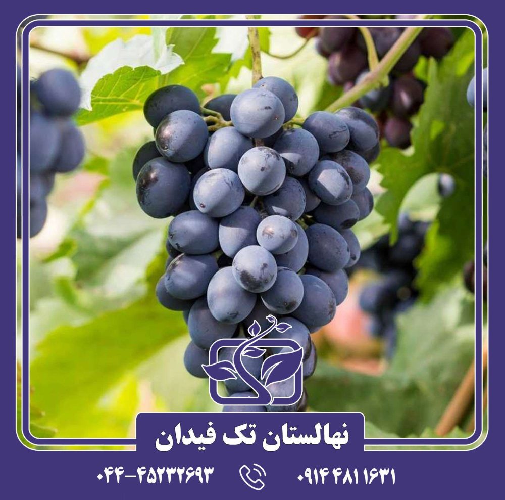 نهال انگور شاهانی قزوین