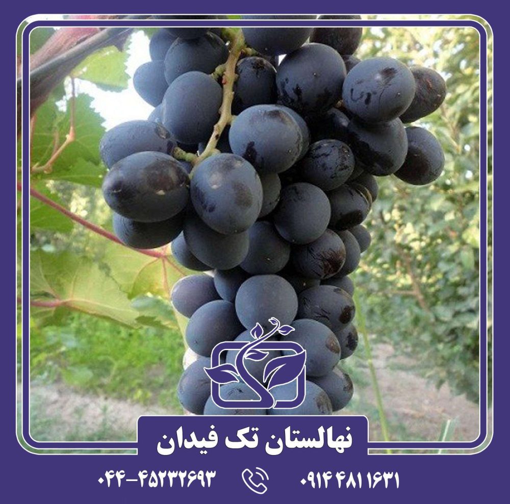 نهال انگور شاهانی قزوین