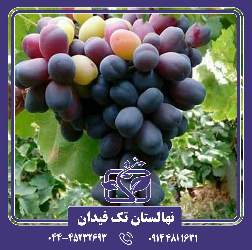 نهال انگور شاهانی مکی