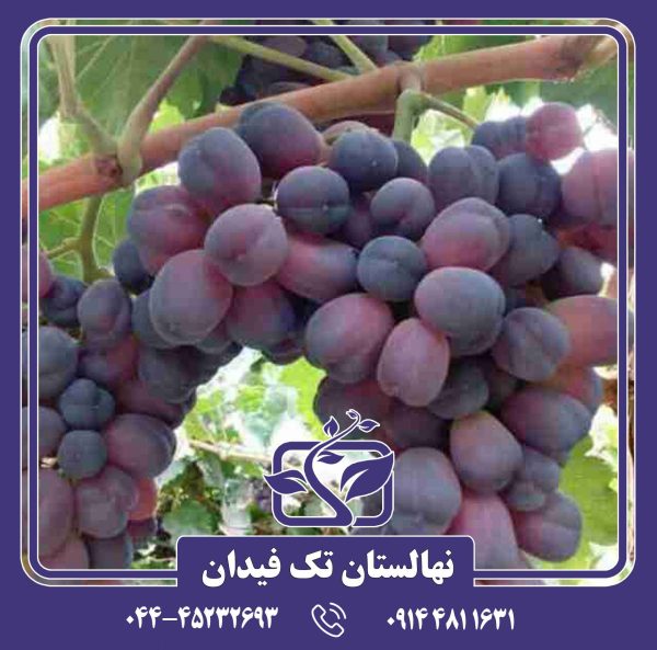 نهال انگور شاهانی مکی