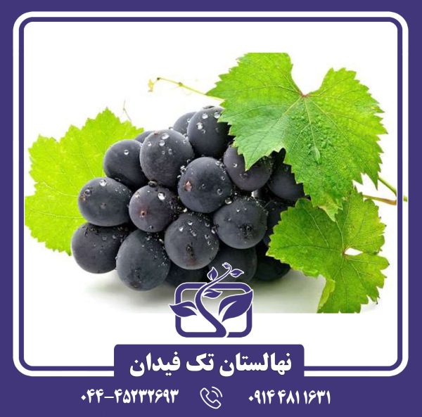 نهال انگور شاهانی هشتگرد