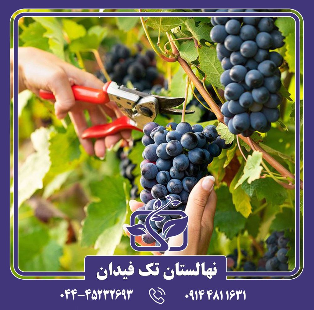 نهال انگور شاهانی هشتگرد