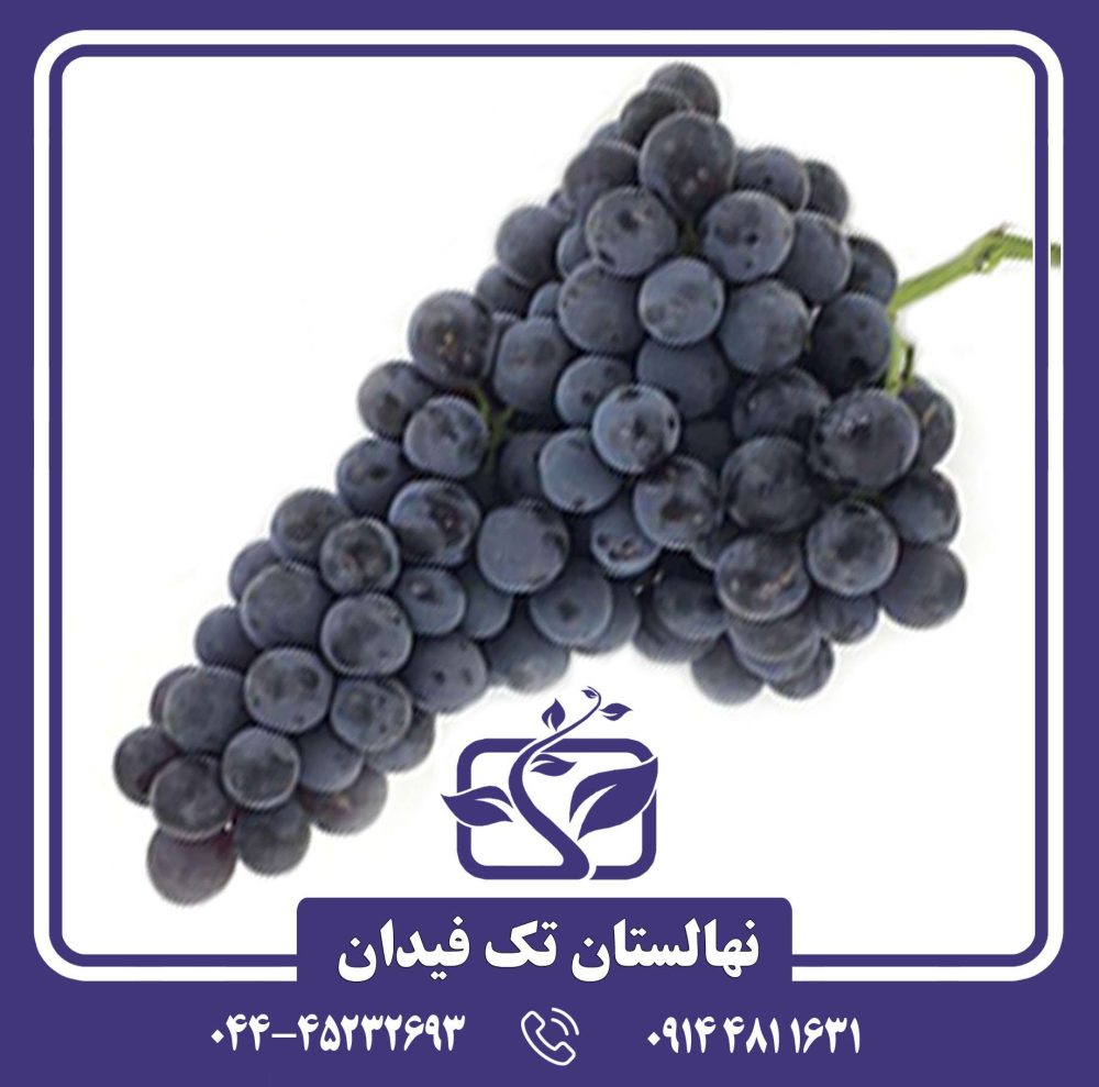 نهال انگور شاهانی هشتگرد