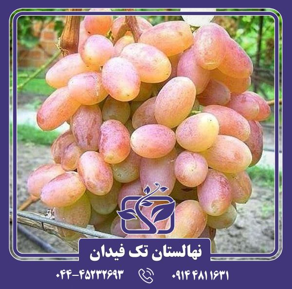 نهال انگور شاهرودی