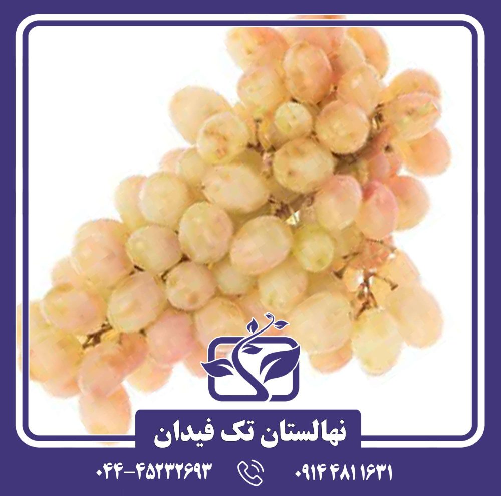 نهال انگور شاهرودی