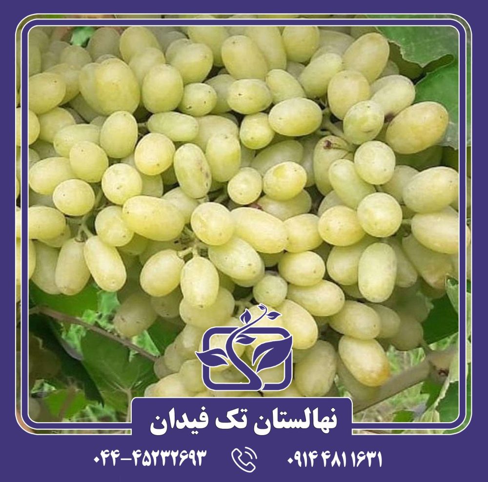 نهال انگور صاحبی سفید