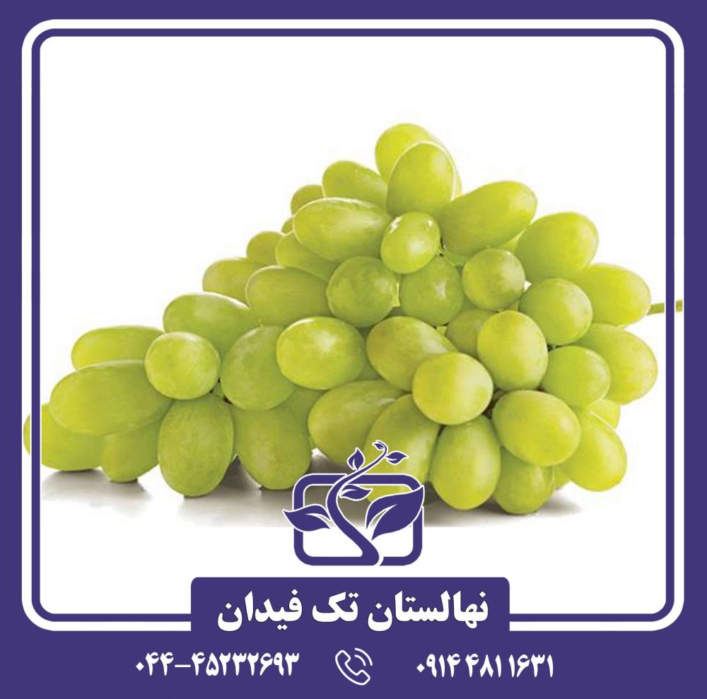نهال انگور صاحبی سفید