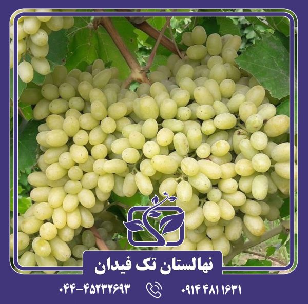 نهال انگور صاحبی سفید