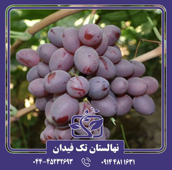 نهال انگور صاحبی قرمز
