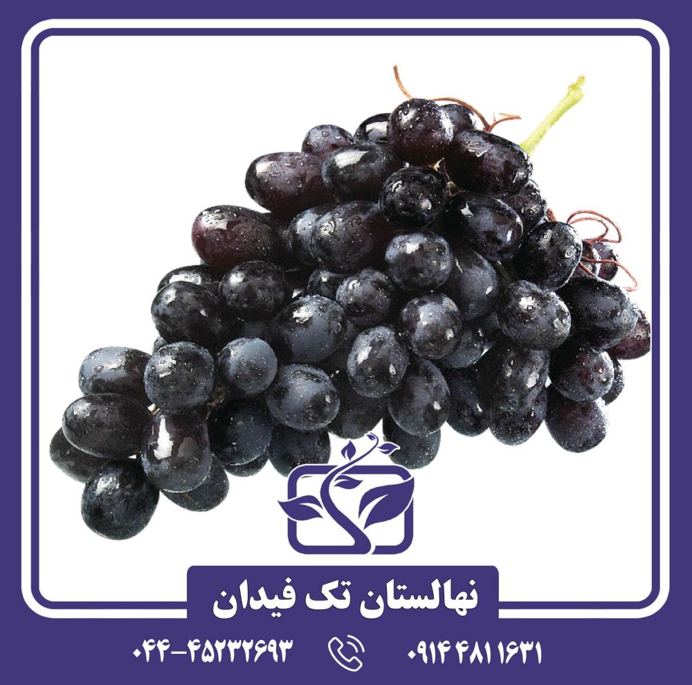 نهال انگور فرنگی سیاه