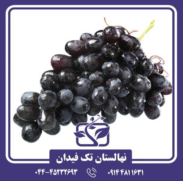 نهال انگور فرنگی سیاه