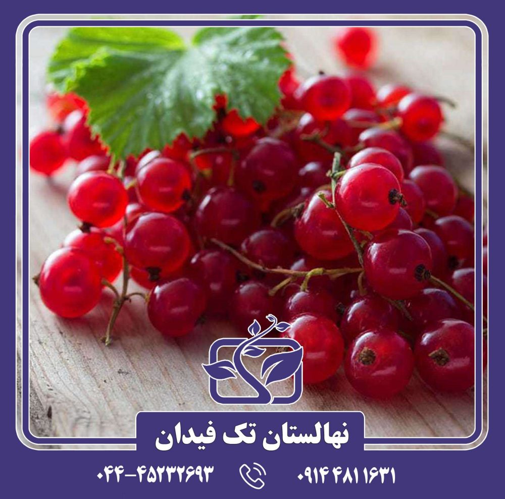 نهال انگور فرنگی پادشاه